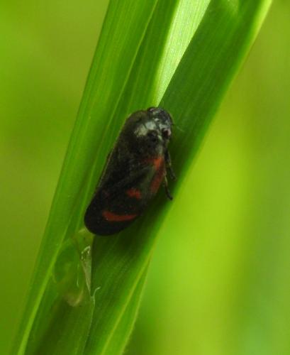 Haematoloma dorsata